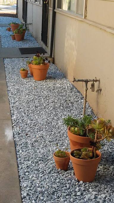 New Rock & Succulent Plant Garden