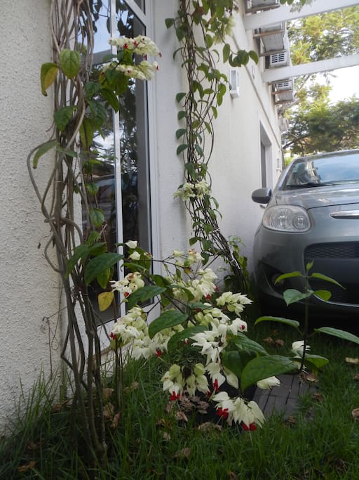 side door framed with lachrima christi facing the open garage for 2-3 cars.