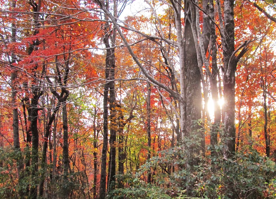 A fall view from our front door