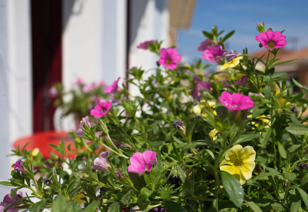 Casa di fiori