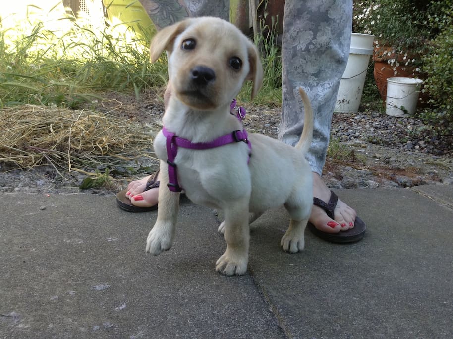 Jackx joined my zoo in 2013, she is a yellow lab, and was the runt of her litter...4lbs @ 8 weeks.....