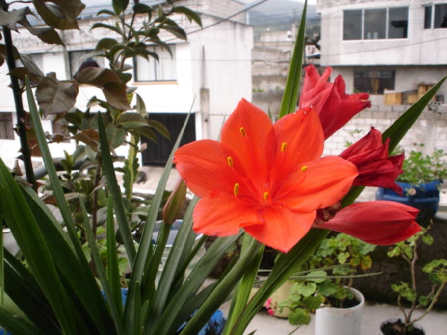Flower 1