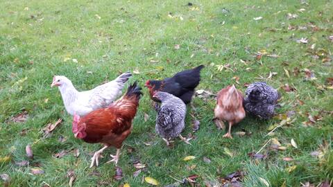 Three-sided farm  Gramtitz - App. 'Schwalbennest'