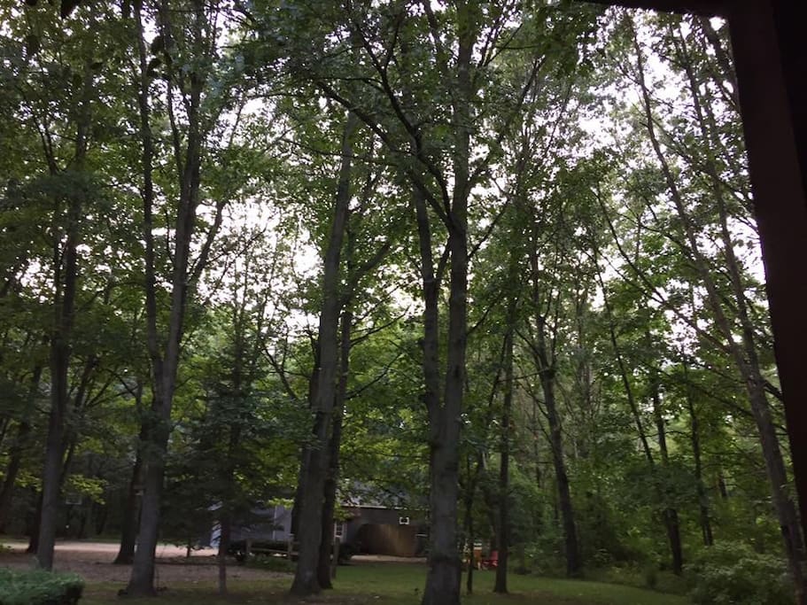 Wooded trees provide seclusion