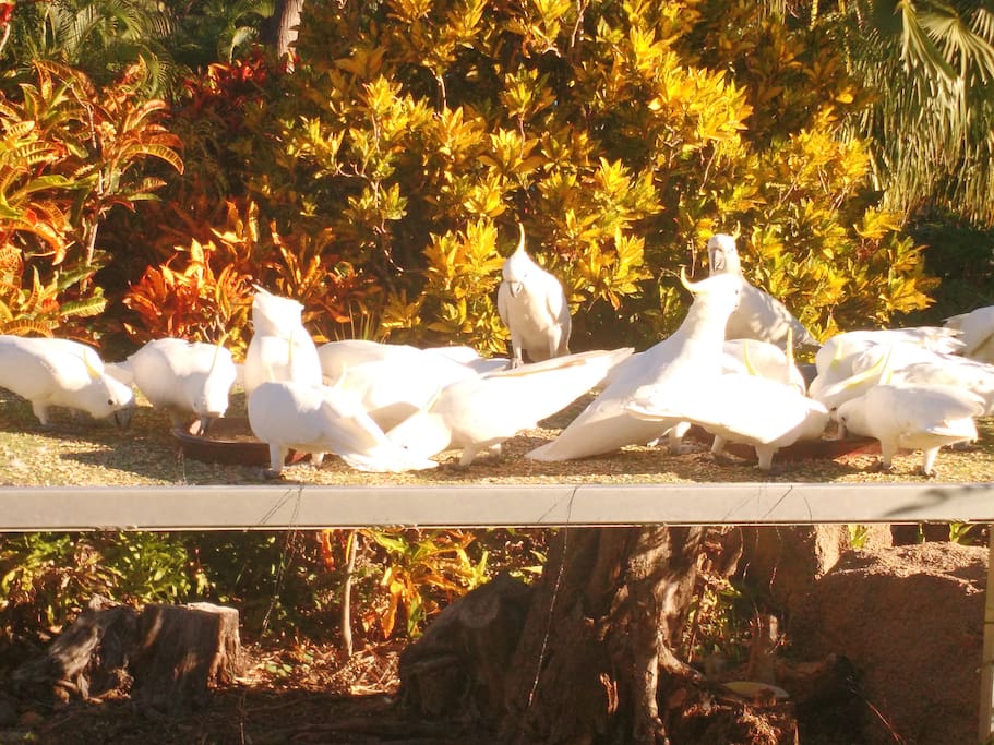 Cockatoo feeding every day