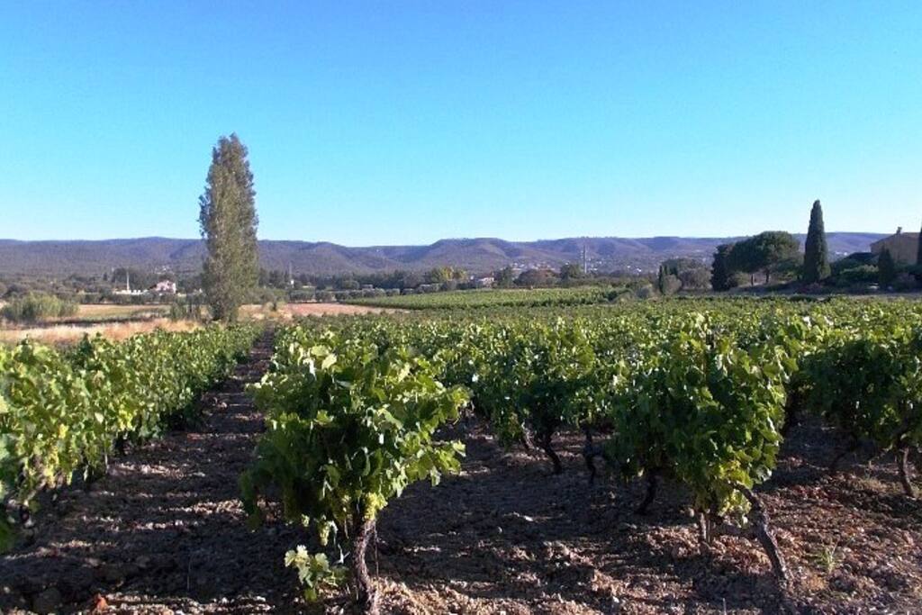 Vignes en face du mas