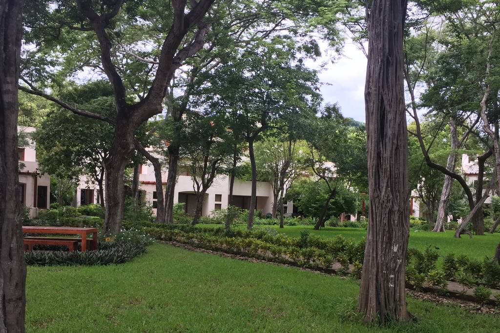 "Forest" garden from beach