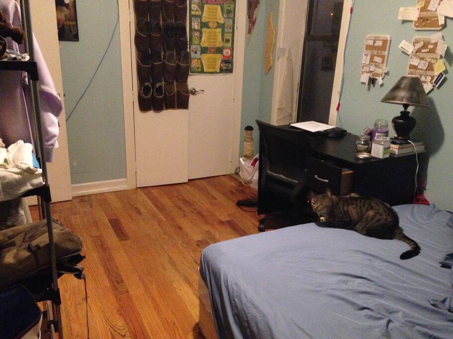 the room and the cat