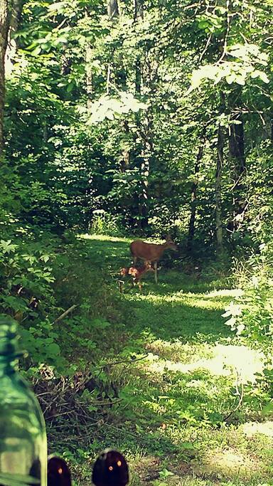 You will see and hear the wonders of nature! owls, coyote, heron, ducks, deer, turkey, otter, hawks, eagles, and many more!