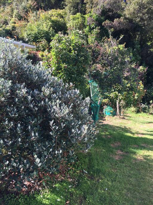 Garden outside