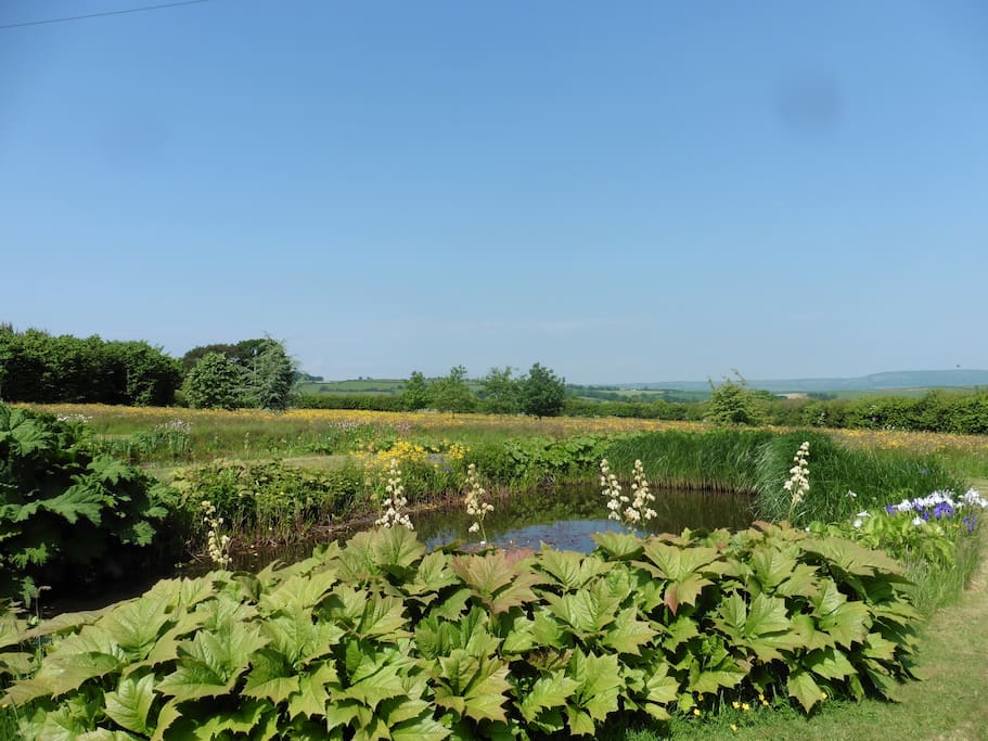 Across one of the ponds to our wildflower meadows