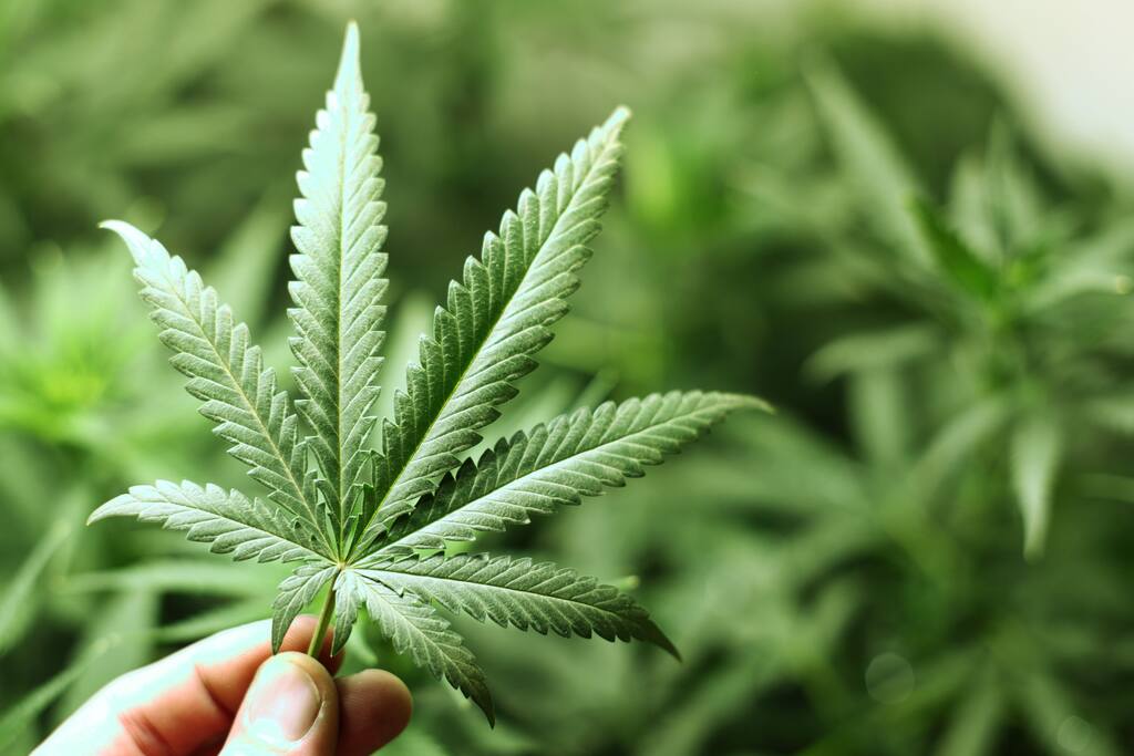 420 friendly
