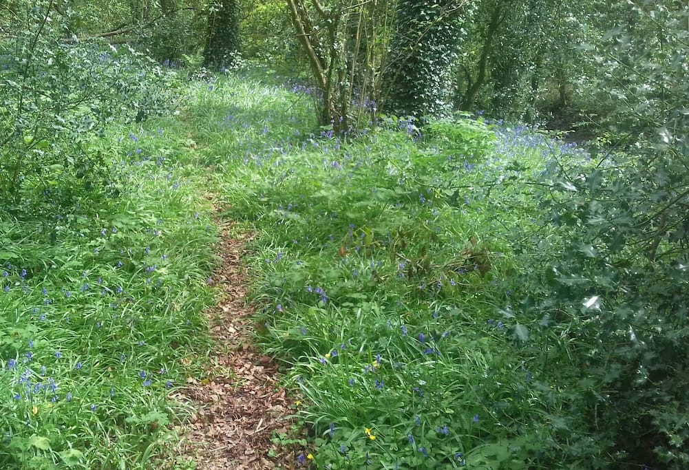 Bluebell Grove
