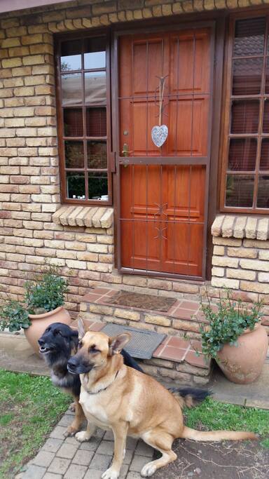 The dogs are waiting to greet you!