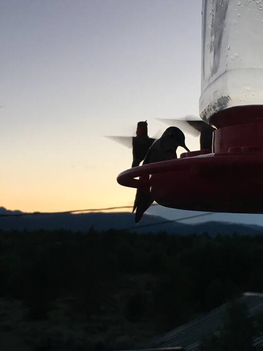Summer Hummers