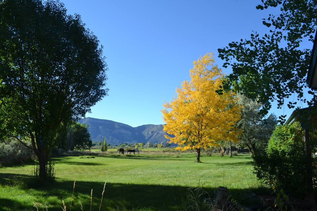 The yard and resident horses