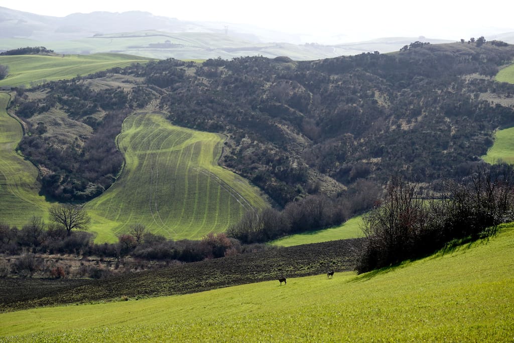 Panorama mozzafiato sulle tipiche colline della Val d'Orcia
