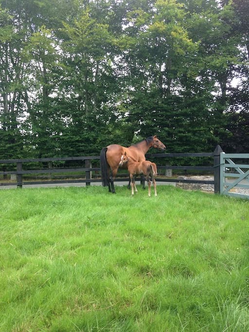 Mare & foal in The Paddock