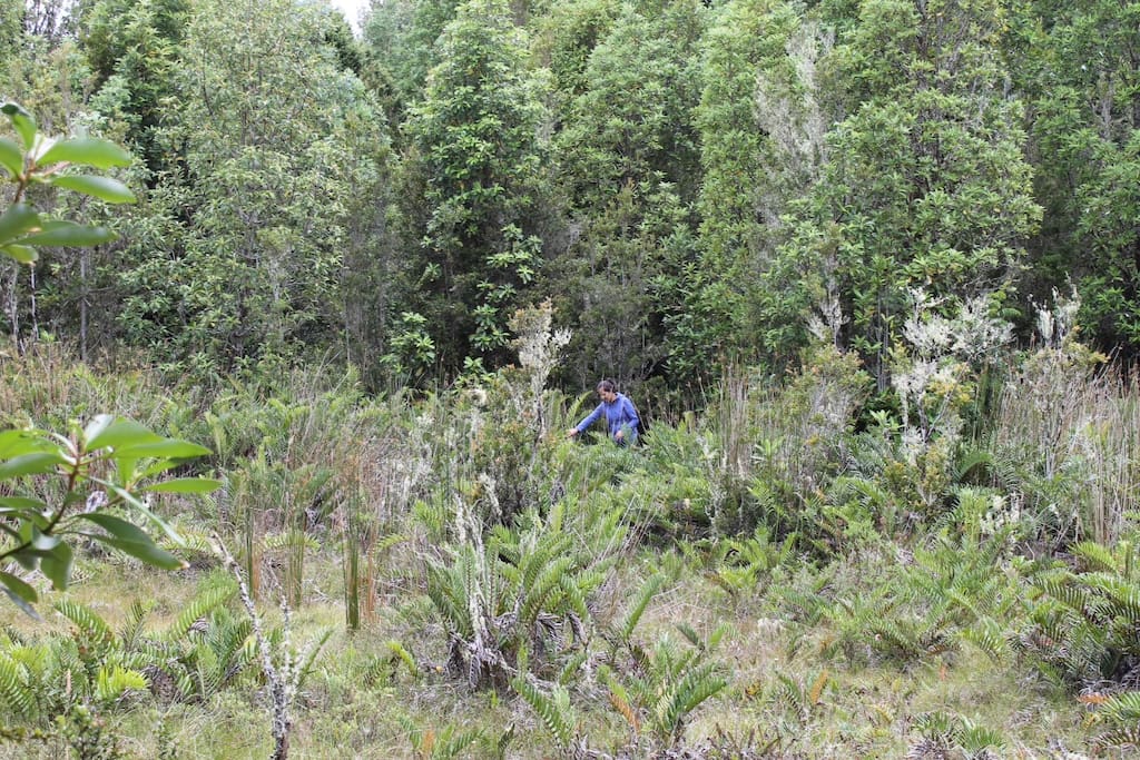 Caminando en el bosque