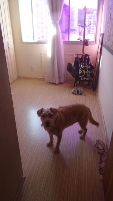 Espaço do quarto com o cachorro da casa super manso.
