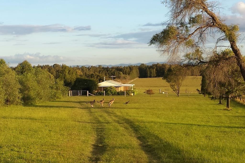 Summerfield, Lovedale, Hunter Valley - Farm stays for Rent in Rothbury