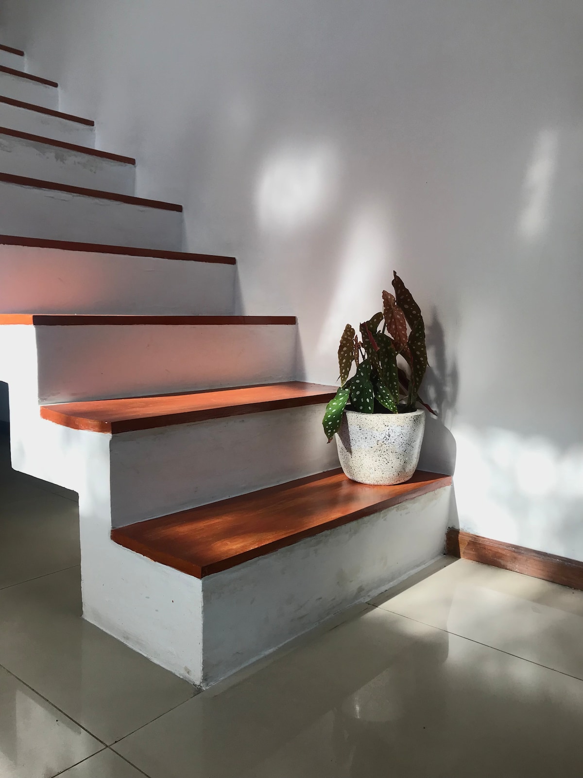 The staircase features smooth wooden steps with a light finish, leading to a bright upper area. A decorative potted plant rests on the lower step, complementing the minimalist design. Soft light filters through, creating gentle shadows on the clean white walls.