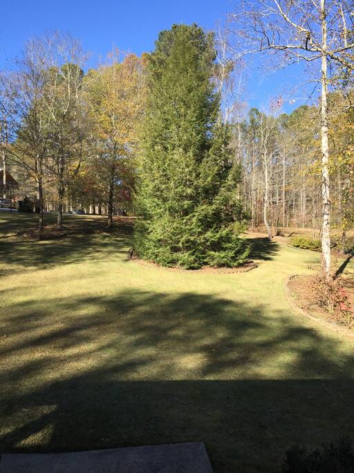 Beautiful spruce and pine trees surrounding the
property.