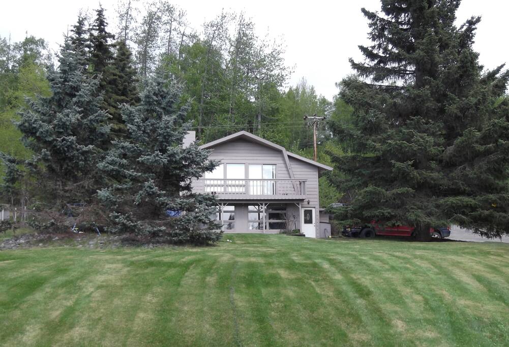 Our lawn and Huge Healthy Spruce Trees