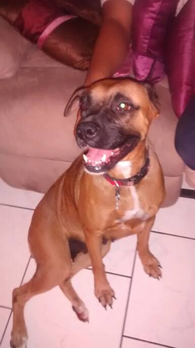 Mascota de la casa