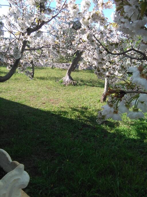 Giardino