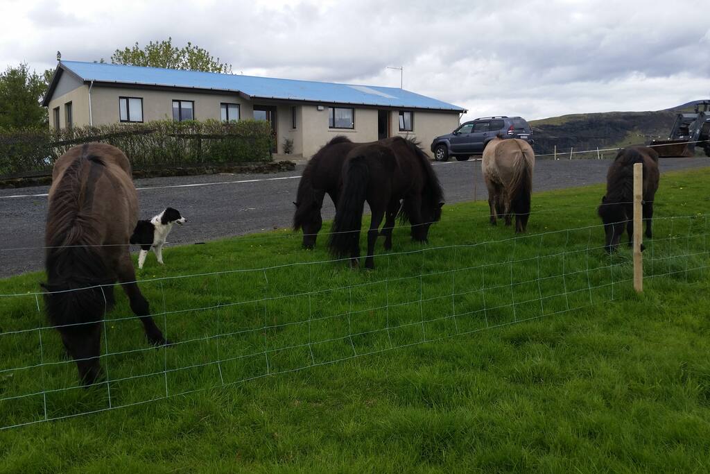 The front of the house and the horses.