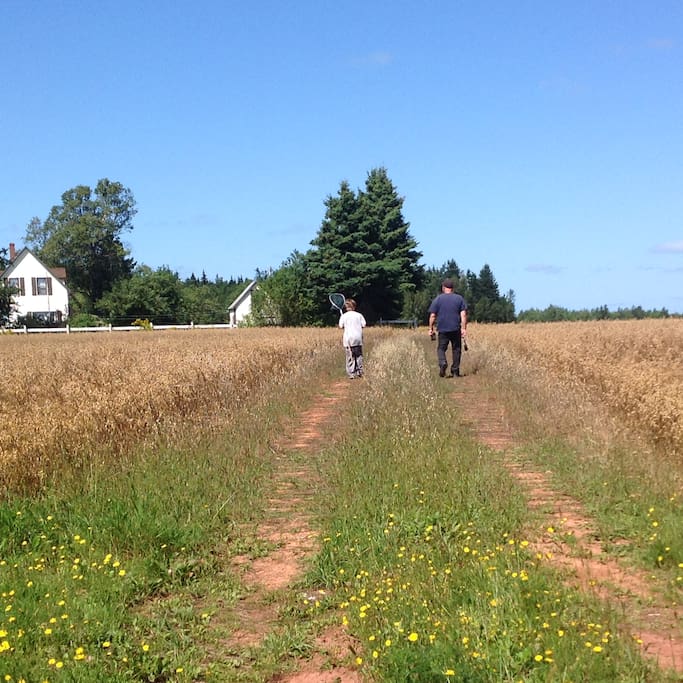 Take a stroll through the fields on a lazy afternoon