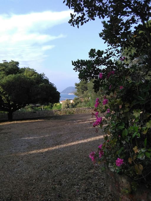 particolare del giardino