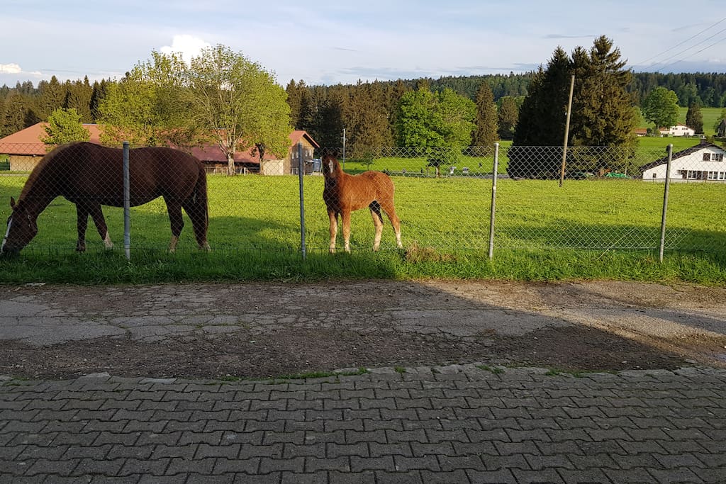 Nos amis de l'été