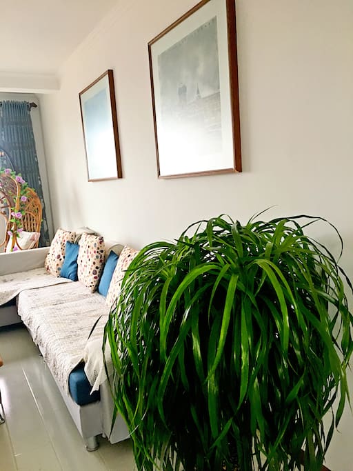 绿植是房东用心呵护的。墙上两幅画分别是哈尔滨著名的圣.索菲亚教堂和防洪纪念塔