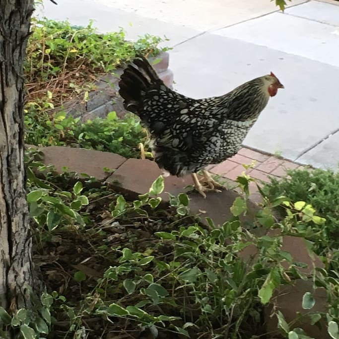 You never know in Denver, it's full of surprises. There's a few chickens in the neighborhood who might come by to make friends.