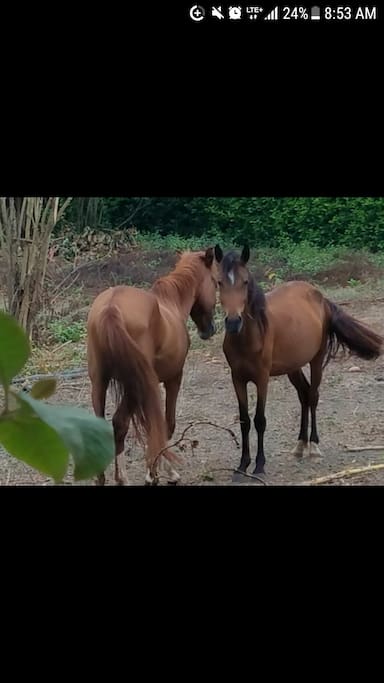 caballos para realizar paseos campestres