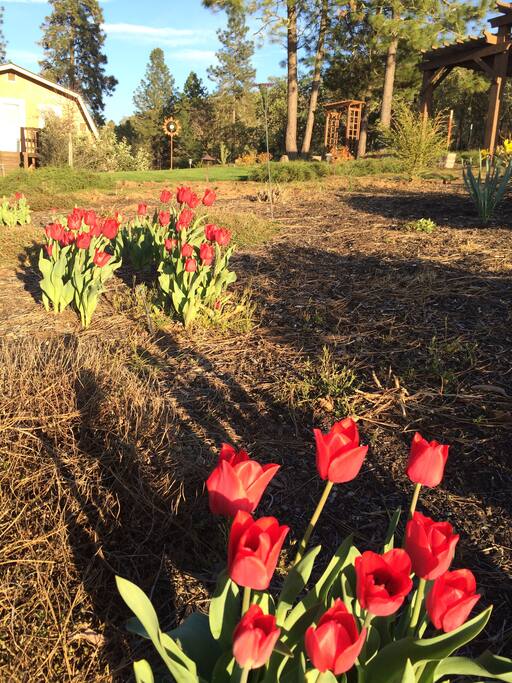 Some spring blooms with the guesthouse in the back