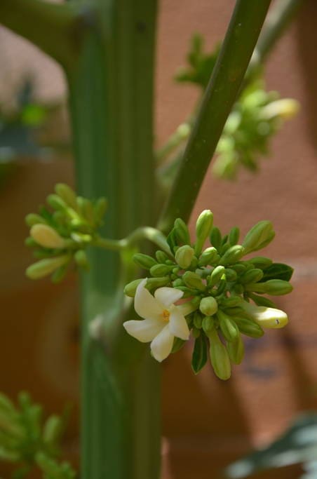 Le papayer en fleur et si c'est la saison des mangues et des papayes. Très bon dans le thé !