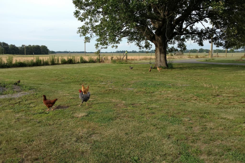 More chickens in the backyard