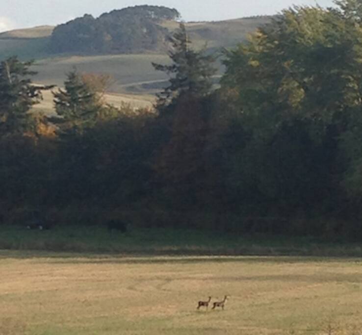 Kissing Gate Deer
