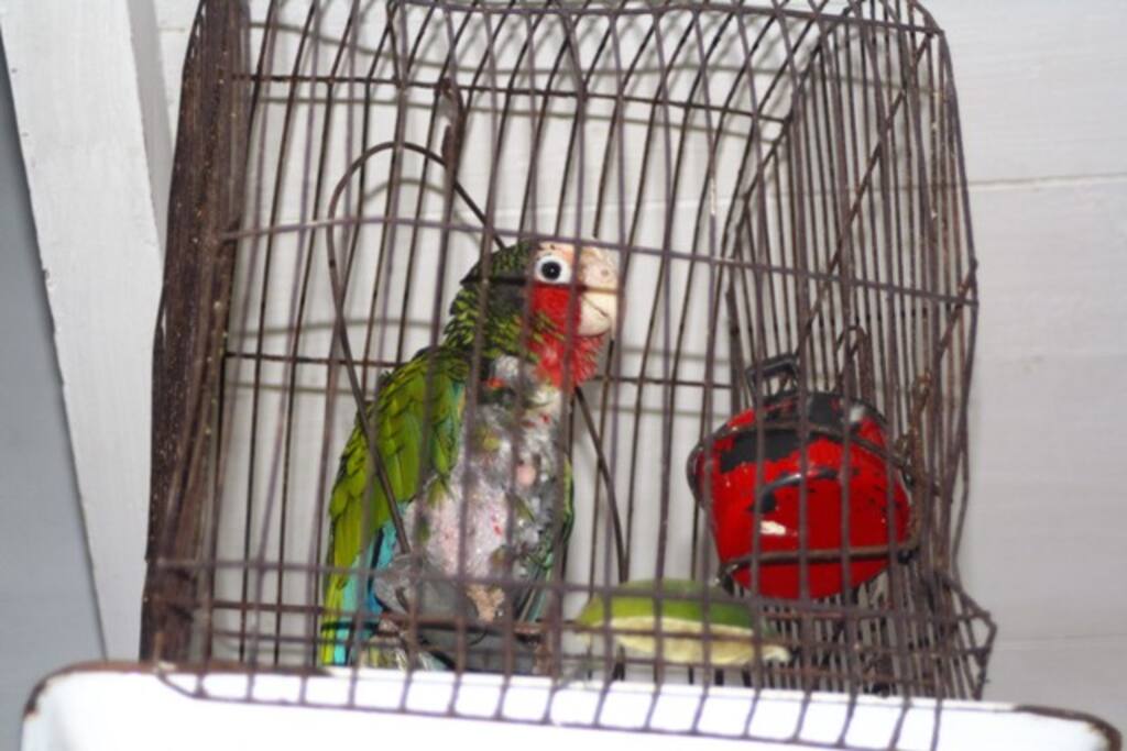 Nuestro Loro Paco