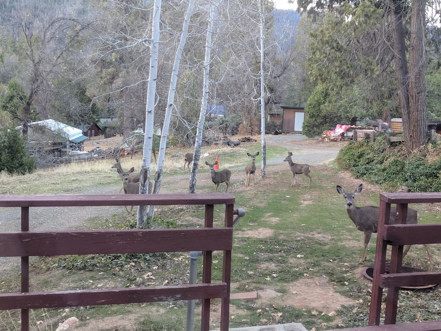 Visitors