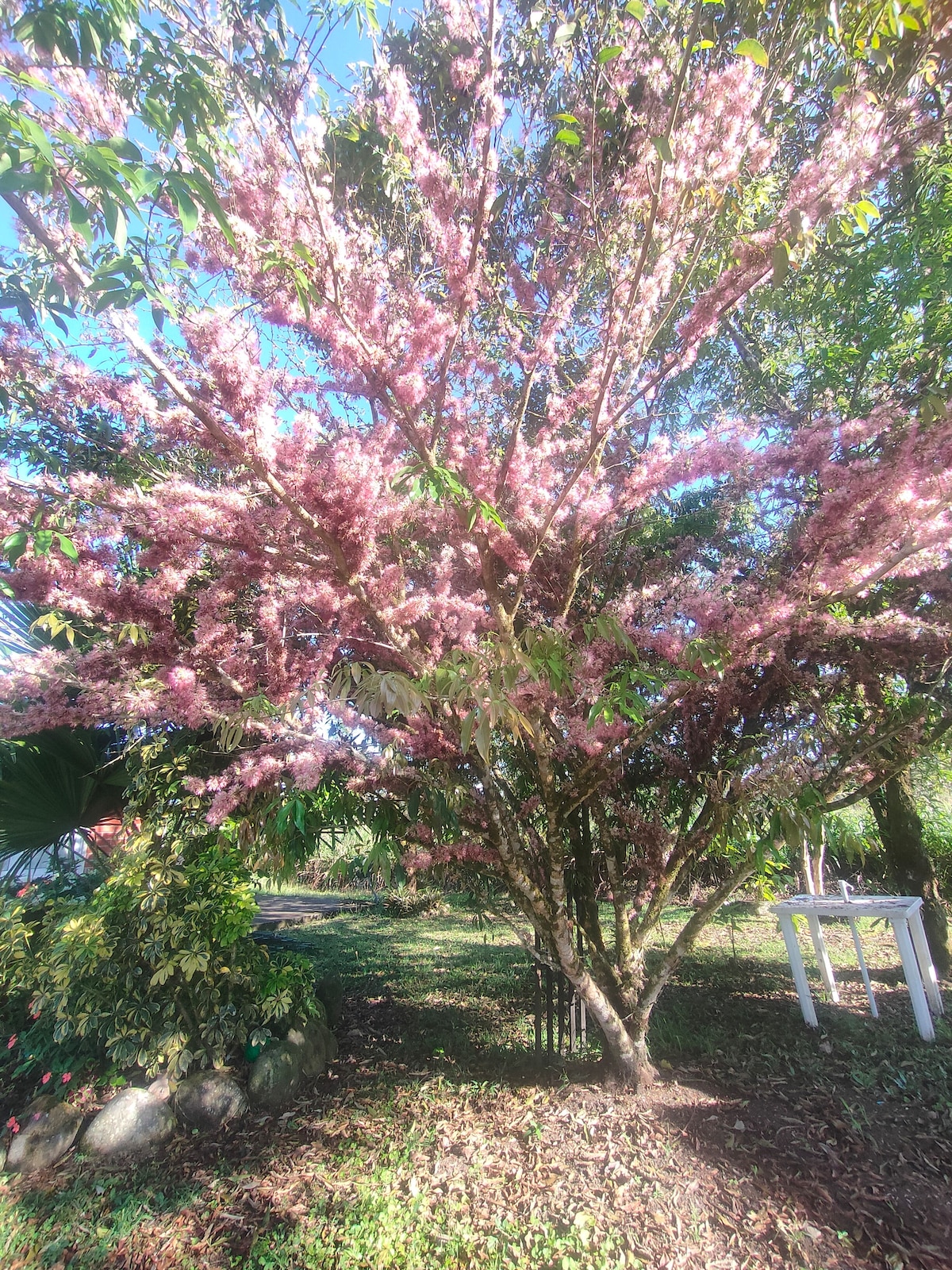A flowering tree with vibrant pink blossoms is featured, surrounded by lush green foliage. Sunlight filters through the branches, creating a dappled effect on the ground covered with fallen leaves. A white structure is subtly visible in the background, adding to the serene outdoor setting.