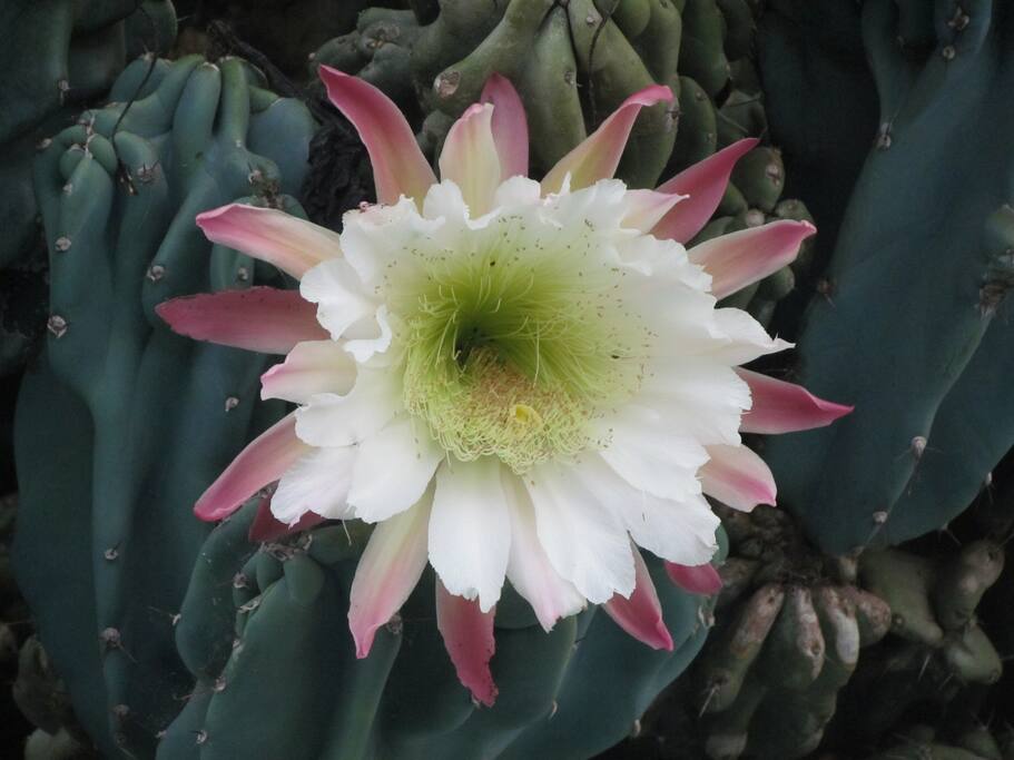 Eu quero o amor da flor de cactos...
