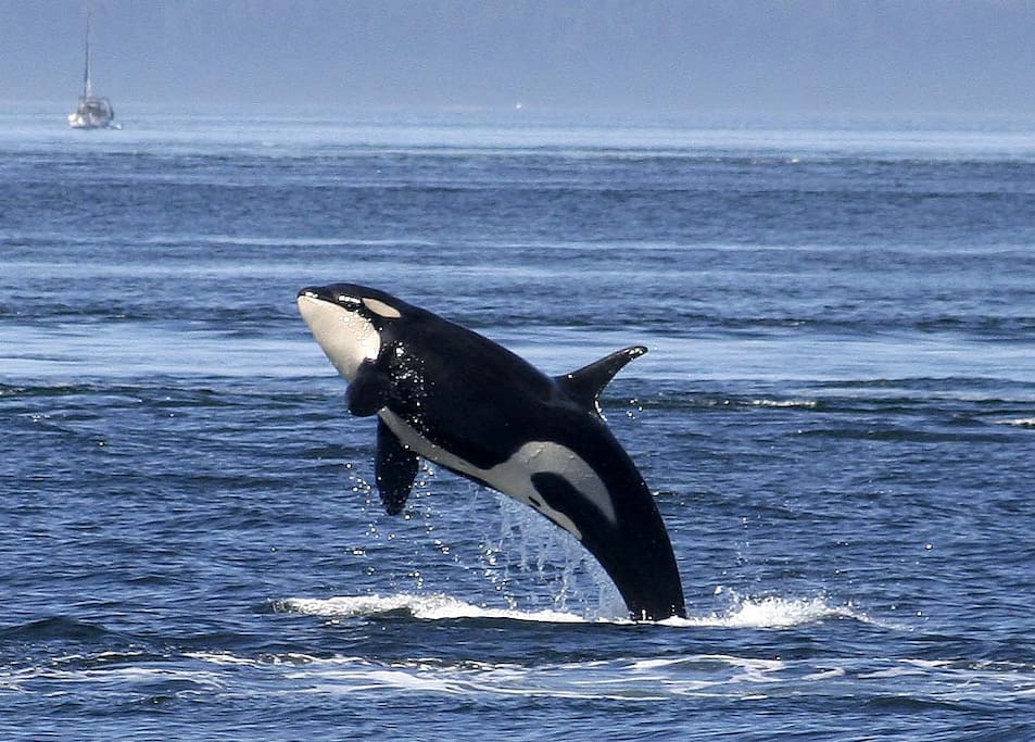 Whale watching tours a short walk away
