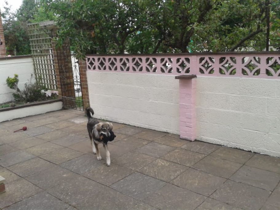 resident Molly Dog