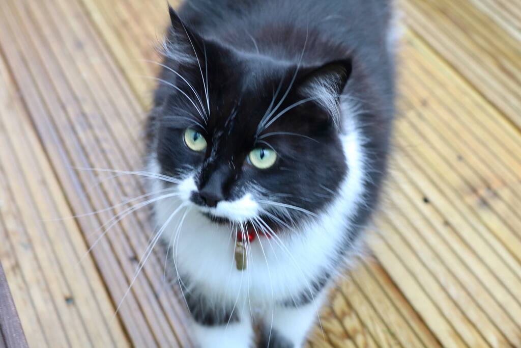 Our furry housemate Saspa