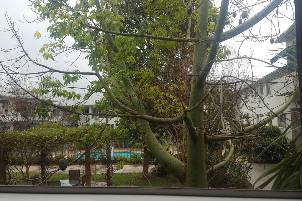 View of courtyard filled with trees and rose bushes