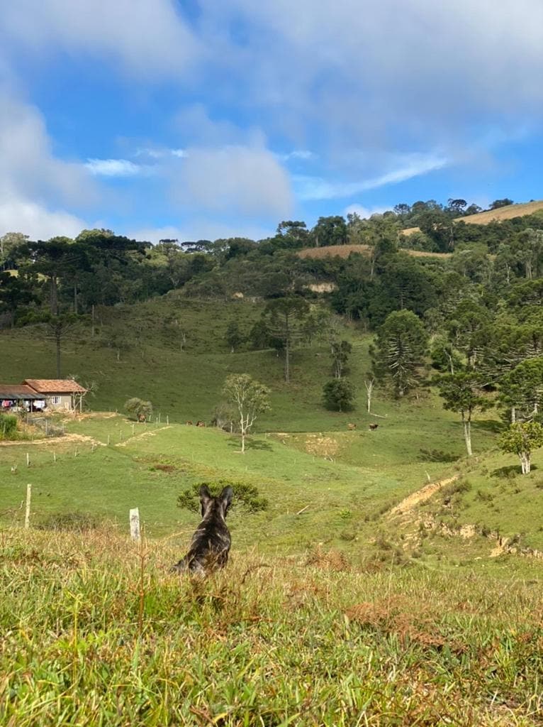 A serene landscape is presented, featuring rolling green hills under a partly cloudy sky. In the foreground, a dog is positioned, facing the expansive view of nature. A rustic building is visible in the distance, surrounded by trees and open fields.